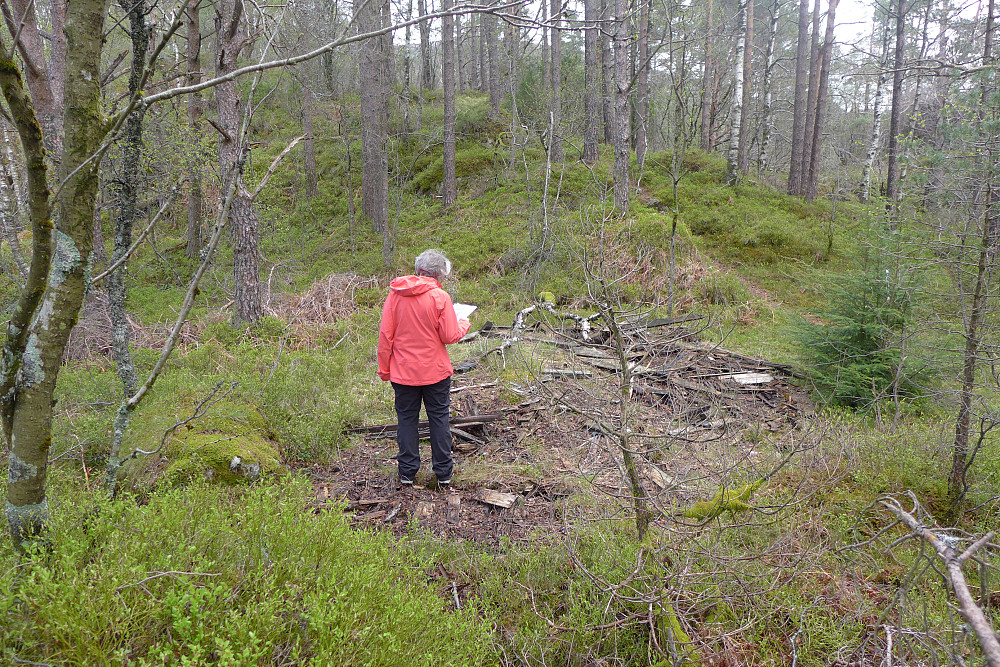 Mest gamle plankerester i denne ruinen, men vi fant en overgrodd, lav steinmur mot nord som støtter antagelsen om at dette har vært Fjeldborg
