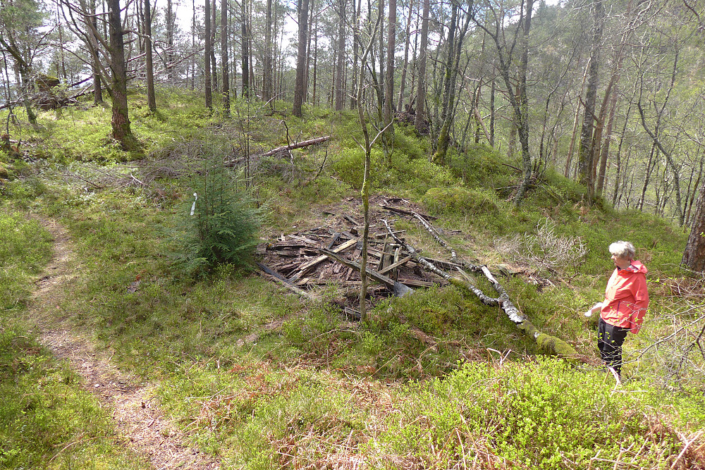 Ruinene etter Fjeldborg like vest for en sti opp fra Trefallet. Hvitt bånd i en liten gran er et godt kjennemerke!