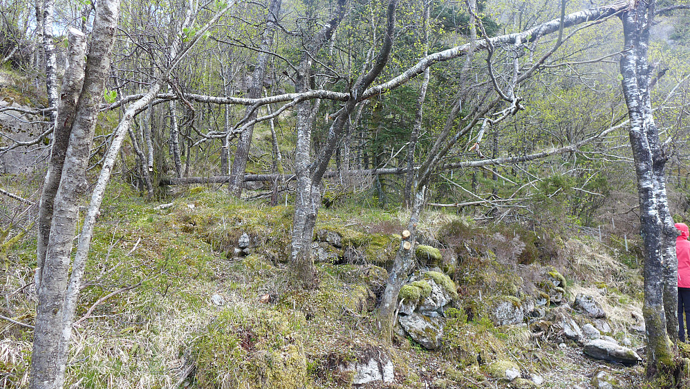 Tuften sett fra nord