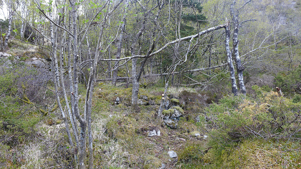 Oppmuring/tuft etter hytte på østsiden av myren i Skitnedalen. Kan dette ha vært stedet der Helgheim sto?