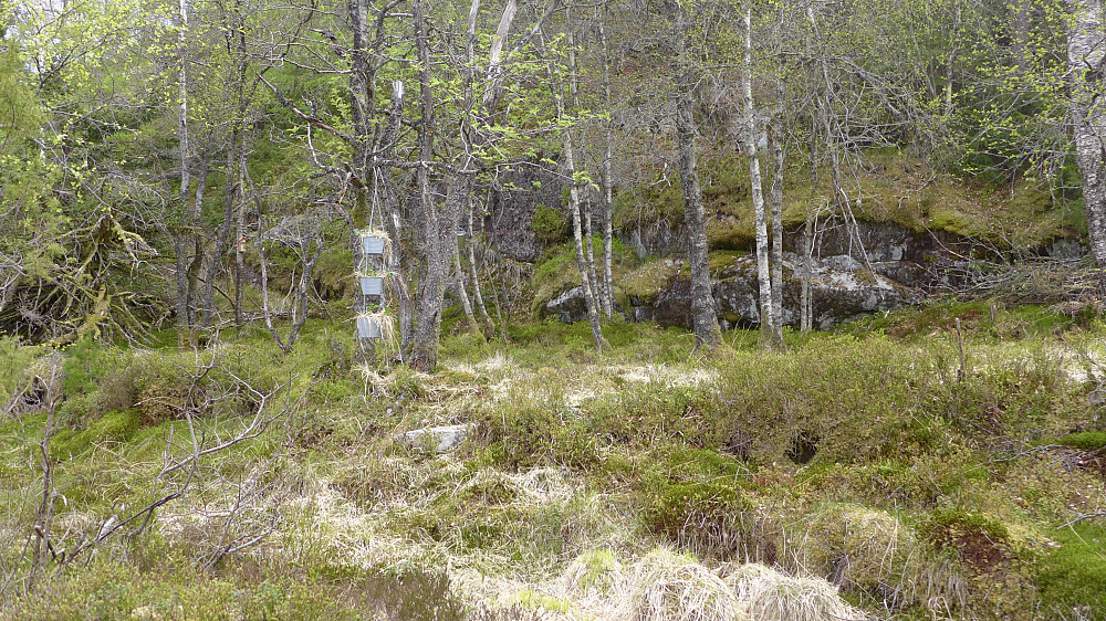 Nytt besøk på Fagerheim. Jordbærplanter i trærne er tilkommet siden sist!