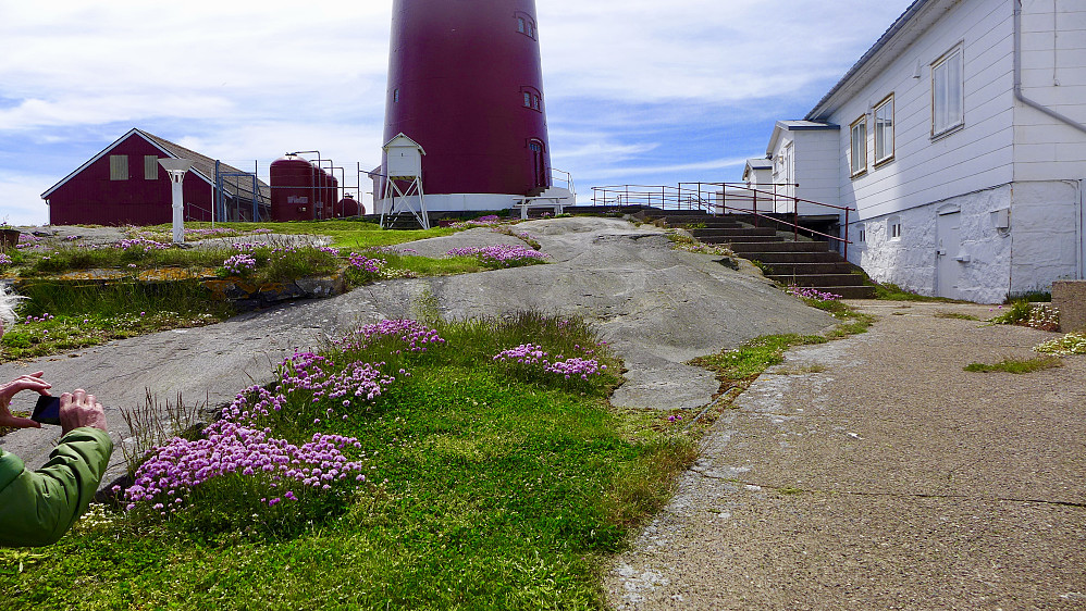 Blomsterprakt på bakken ved fyret