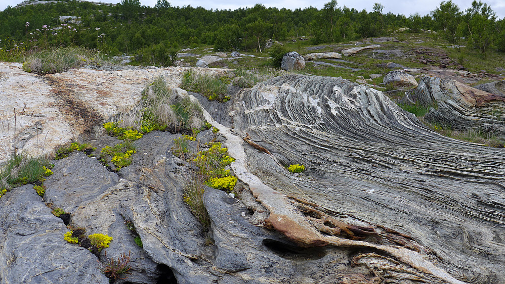 Flotte blomster og geologiske godbiter nede i fjæren