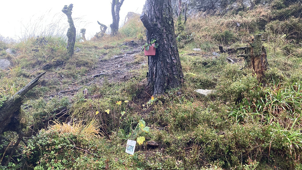 Noen har plantet ripsbusk og jordbær i kurv på et tre på stedet!