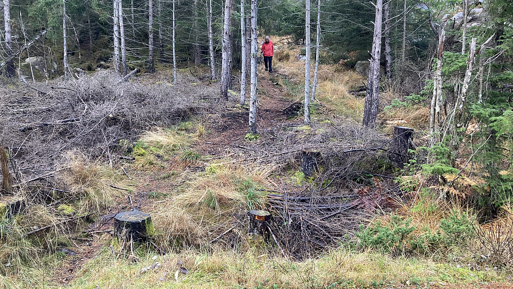 Her kom vi ned igjen på Korsnesvegen, 600 m fra der vi startet.