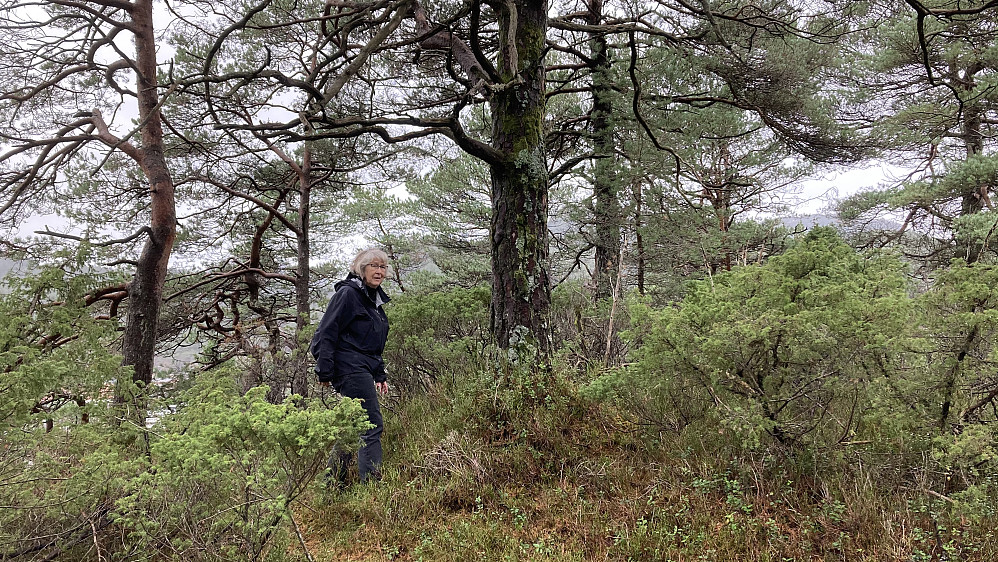 Astrid på høyeste punkt på Skjenhaugane