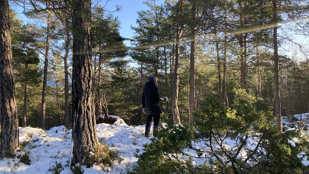 Astrid på skogstoppen Moldaåsen i Os