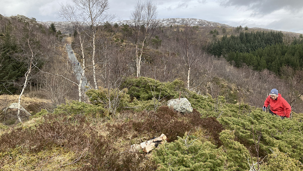Astrid på vei mot toppen av Stulihaugen. Turveien mot Nubben i bakgrunnen mot venstre