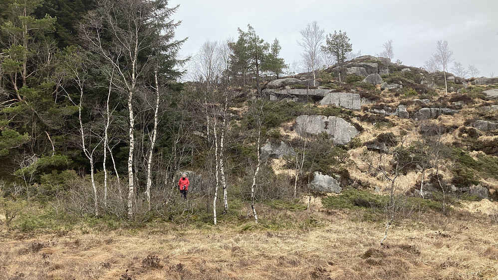 Astrid markerer NØ hjørne av grunnmuren på Landåshytten. Granskogen mot venstre skjuler terrenget bak. Foto mot øst.