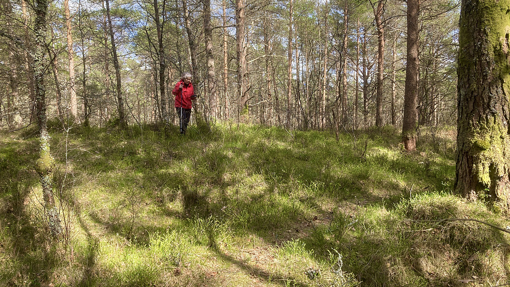 Astrid på toppen av Høgehaugen øst for Gaupåsvegen