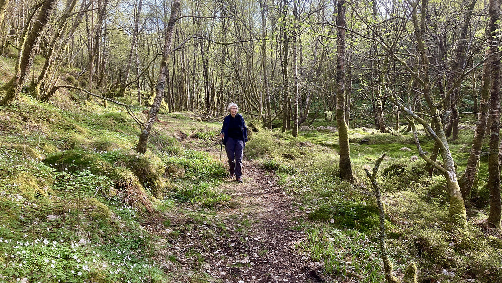 Lyst og koselig skogsterreng med til dels fine stier