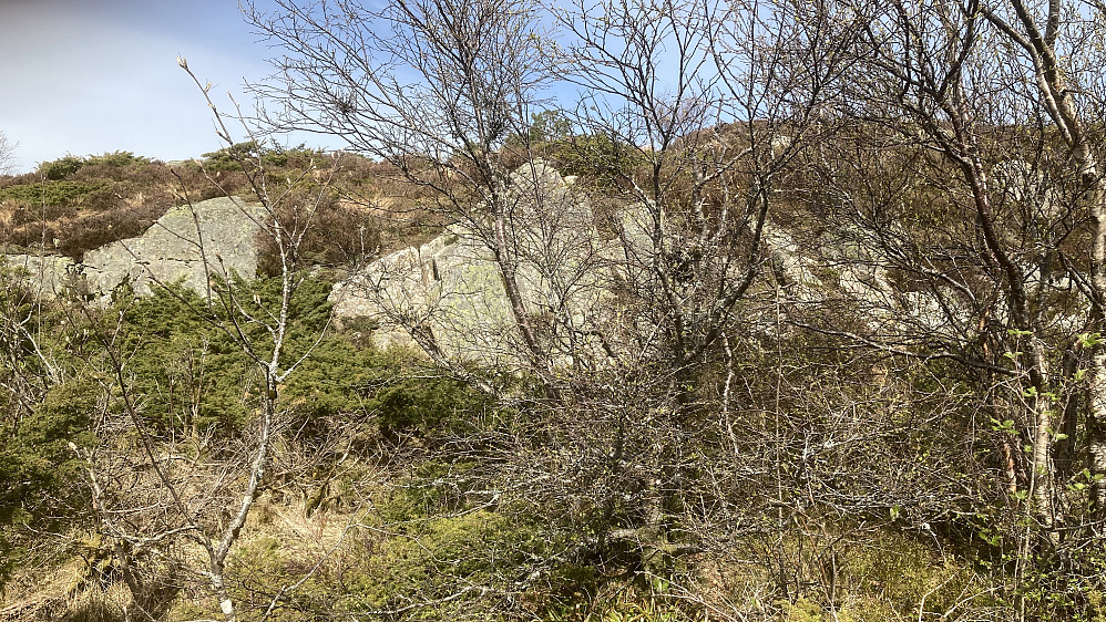 Tuften for Fjeldborg før rydding