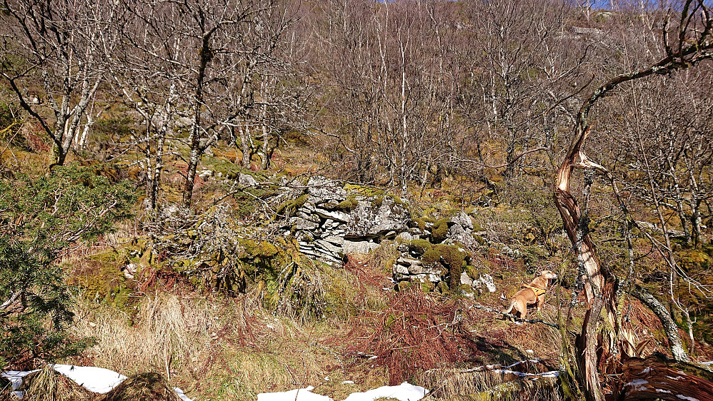 Tuft etter sannsynlig utløe nær Råket på nordsiden av Hardbakkedalen. Foto: Helge Titland 20.3.2020