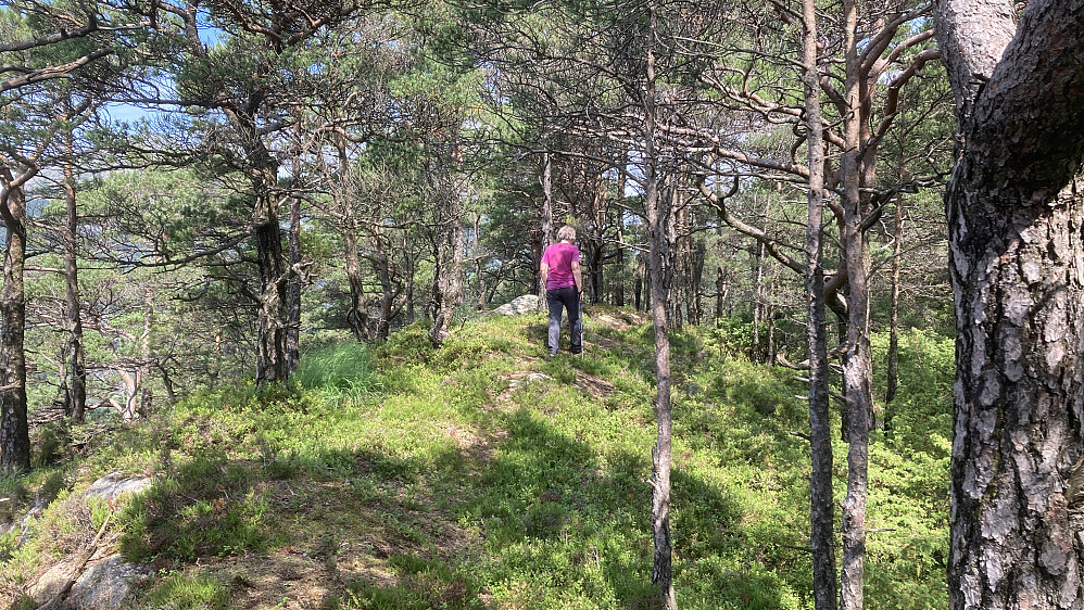 Fint oppe på fjellryggen nord for Storhovden. Bratt ned motvekt.
