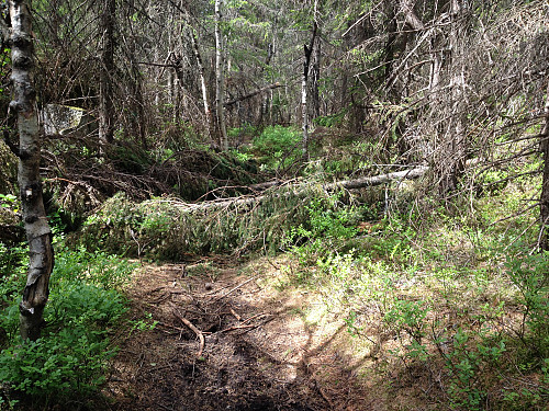 Trefall over stien til Kjerkeberget