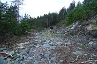 Den tilgrodde stien mot Åsen starter ved enden av denne skogsveien