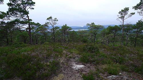 Høyeste punkt vi fant på Hellevikåsen. Utsikt mot Askvoll i NV