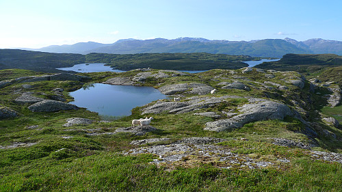 Flott landskap nord for Mjølausa