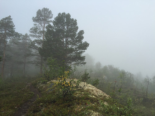 Morgentåke i Storlidalen
