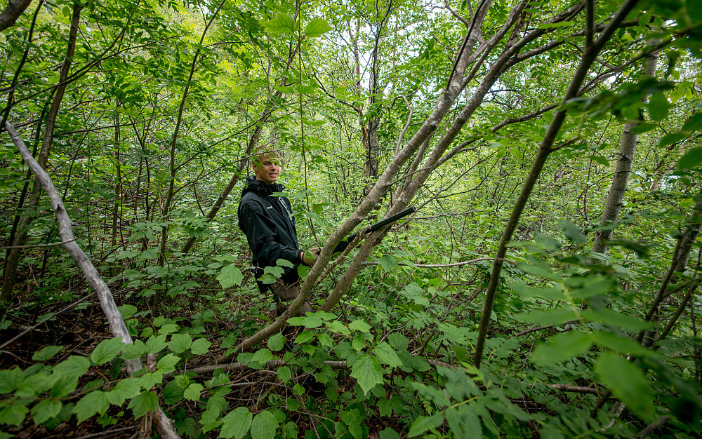 Frodig skog