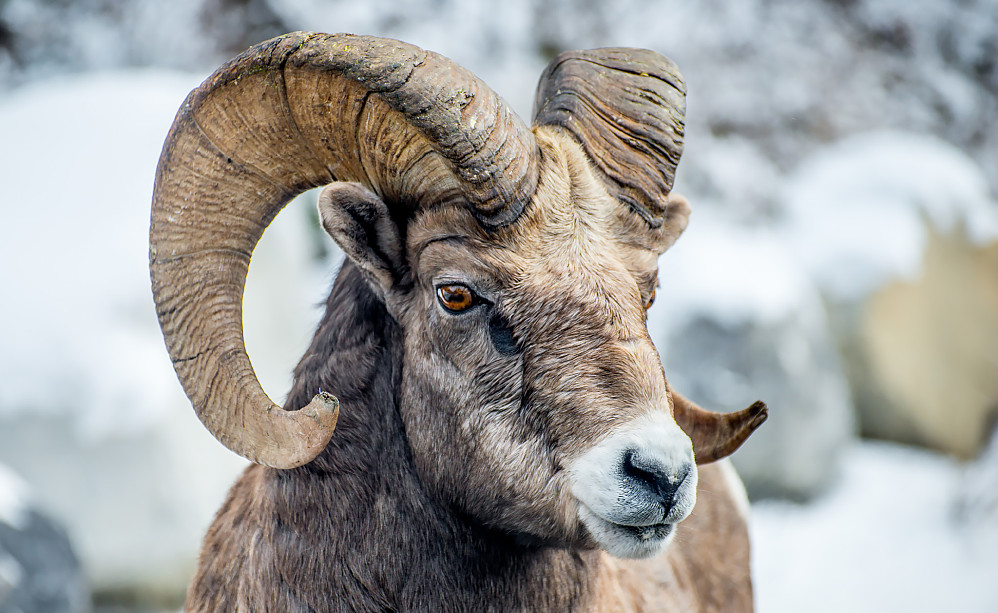 Bighorn Sheep på besøk