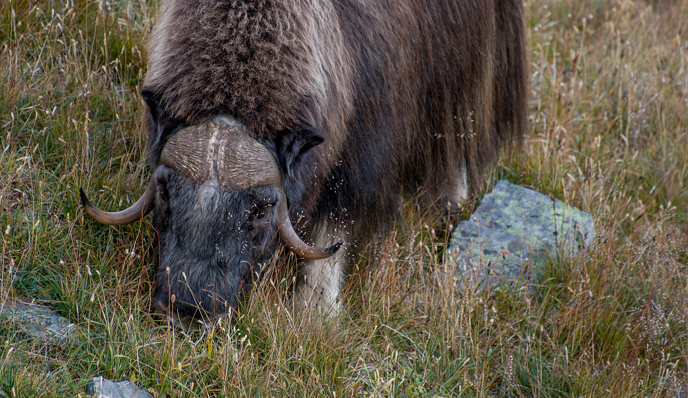 Nærbilde av moskus