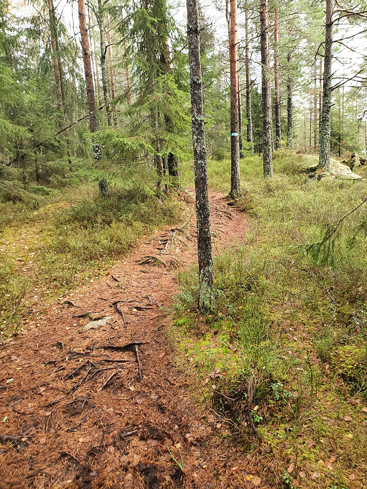På våte stier mot Tømmeråsen
