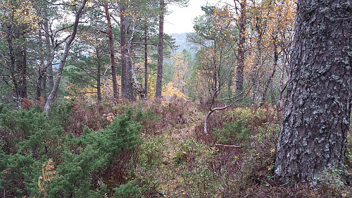 Ikke rare utsikten på dagens siste topp - Gildrehaugen (Vassberget)