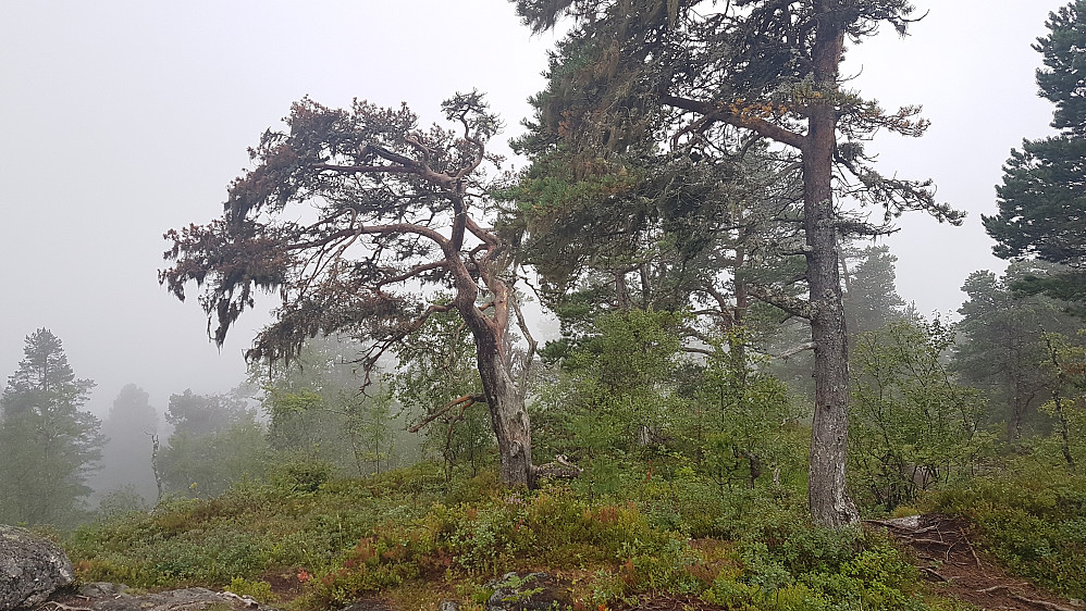 Fint på Hausen tross tåke..