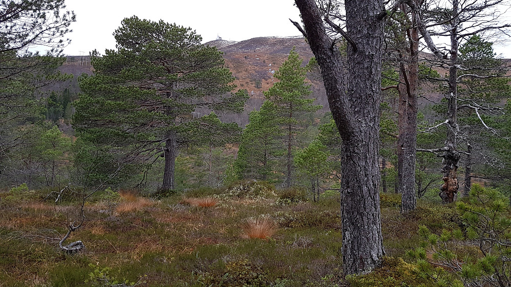 På Søre Botnhaugen