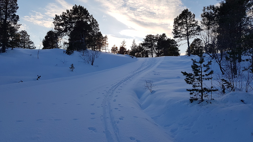 På veg opp til den sagnomsuste grønn-nålen Merrahaugen 