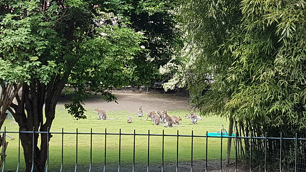 Kenguruer i Zoo Parc Jardin des Plantes 