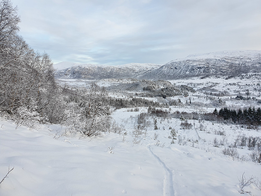 På veg opp mot skogen. Eneste mann i dag, noe jeg ikke har opplevd på skitur til Urfjellet før tror jeg.  