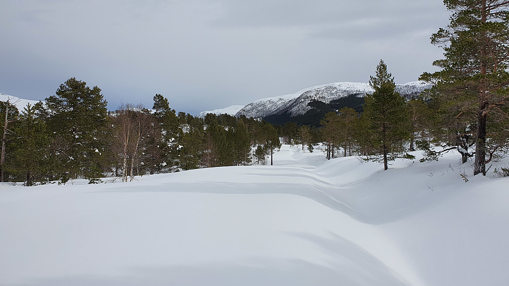 Rundt Neverhaugen/Merrahaugen var det ikke brøytet i dag. Men trivelig å sette egne spor.