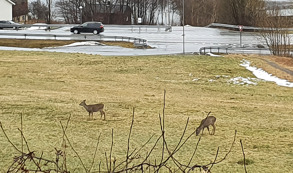 Rådyr som koser seg på jordet rett før jeg ruslet ut 