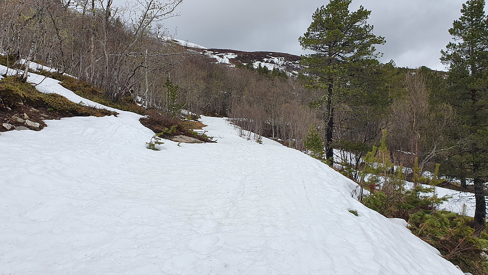 Skogsvegen mot Østfjella