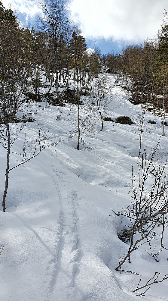Opp skogen er det godt med gammel snø som underlag 