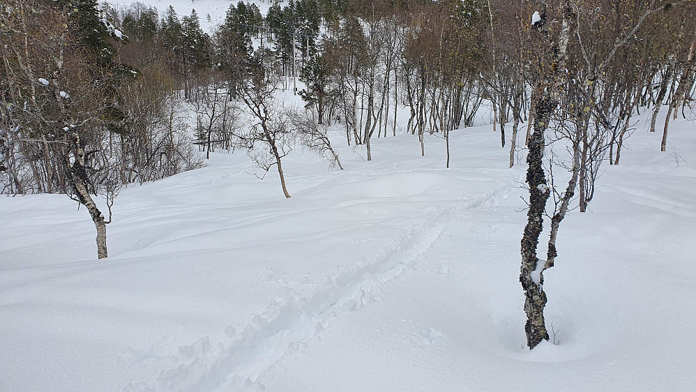 Fint både opp og ned her i skogen