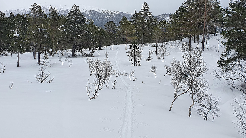 Flott og trivelig å sette eget spor opp skogen