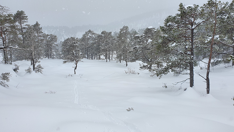 Oppover mot Årøheia