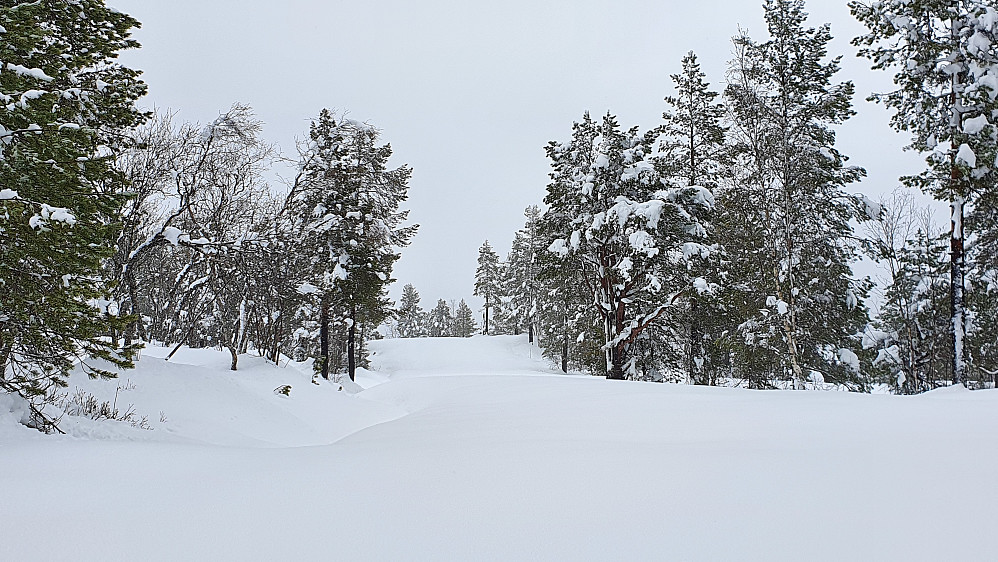 Løypa over Merrahaugen (ikke kjørt i dag)