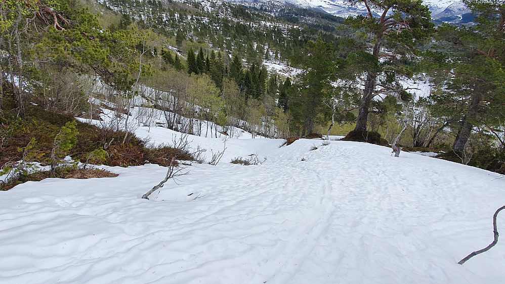 Fint ned i småskogen