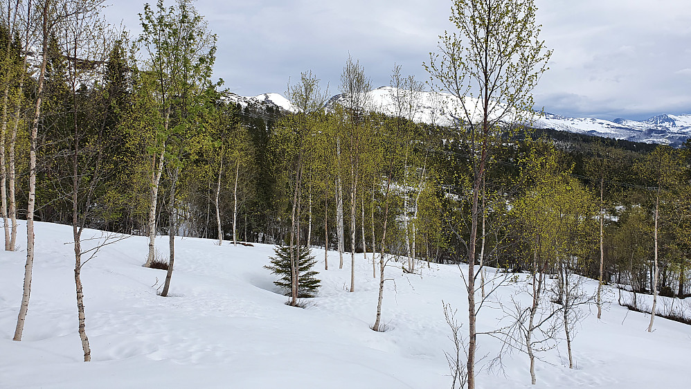 Urfjellet stikker opp bak småskogen