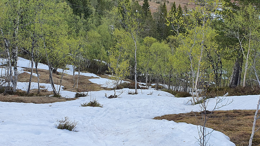 Snøen holder stand ned skogen, men kjørte noen meter på gress/lyng enkelte plasser. Fortsatt bare 10 min bæring i starten (men det våres fort nå)
