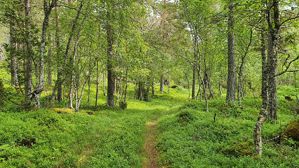 Mye fin natur i skog også  