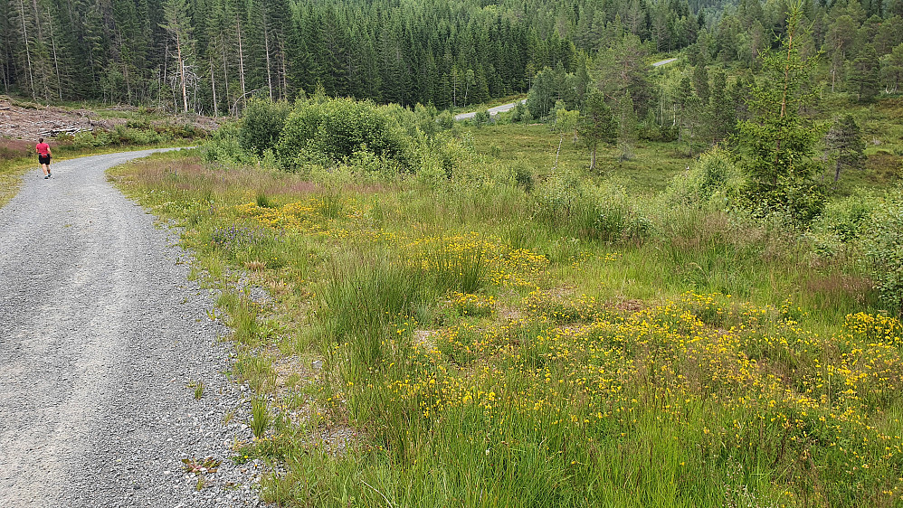 Tiriltunge-eng innover mot Kordalen