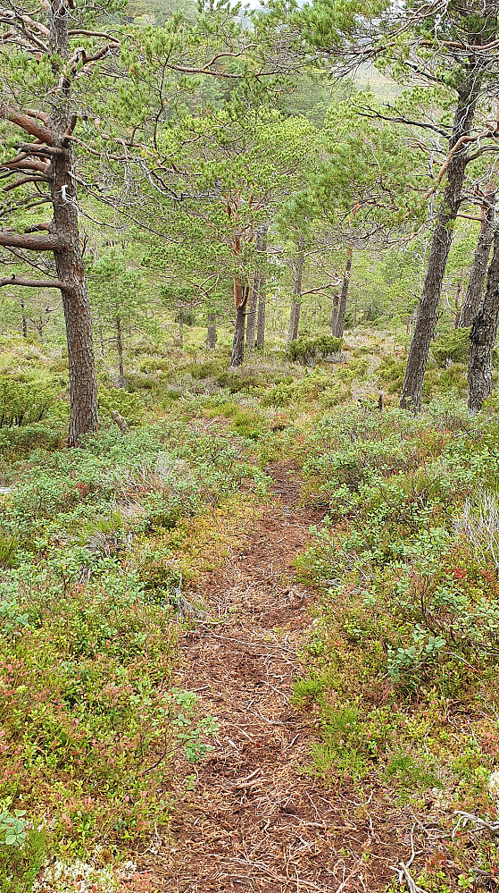 Sti fra Drabovatnet til Seterhaugen