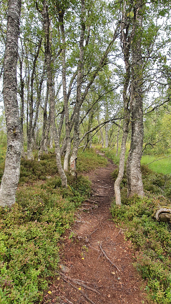 "Sykkelstien" snor seg fint gjennom bjørkeskogen 