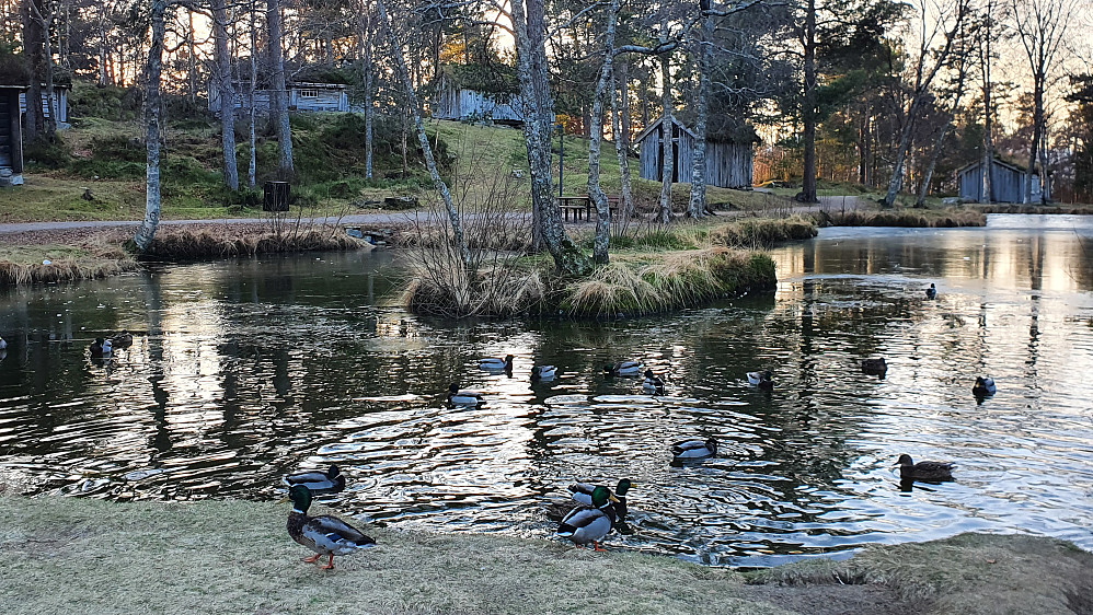 Fortsatt kan endene svømme på en liten del av vannet på Romsdalsmuseet. Tidenes mildeste forvinter? 