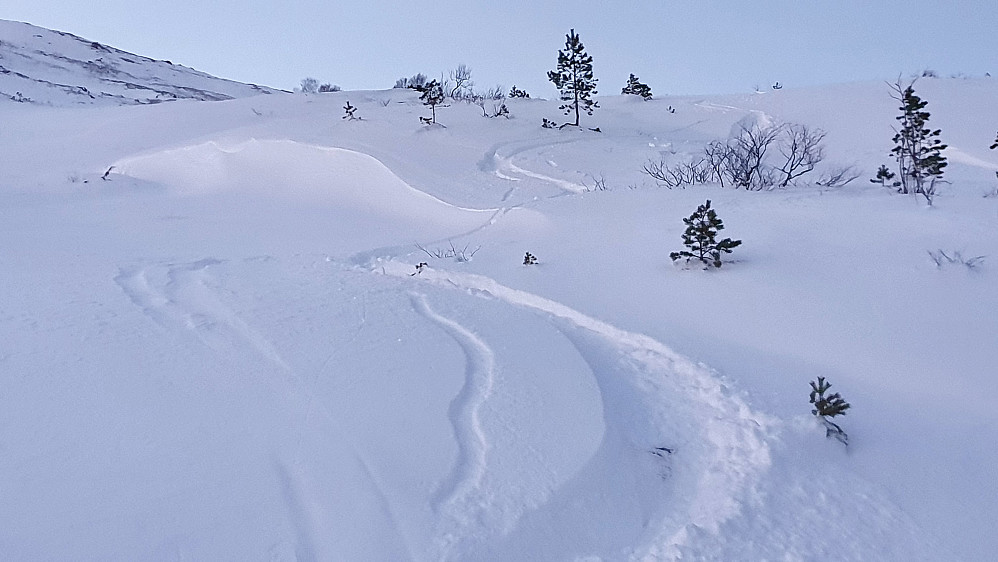 Litt godsnø nederst i Østfjella - dessverre var det beste pudderet forsvunnet med vinden i øvre partier, men litt bra føre var det her og der